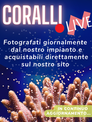 CORALLI LIVE acquistabili direttamente ed in continuo aggiornamento